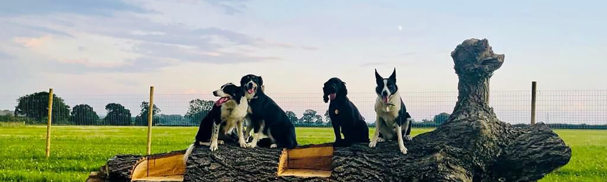 Secure dog walking Stewkely